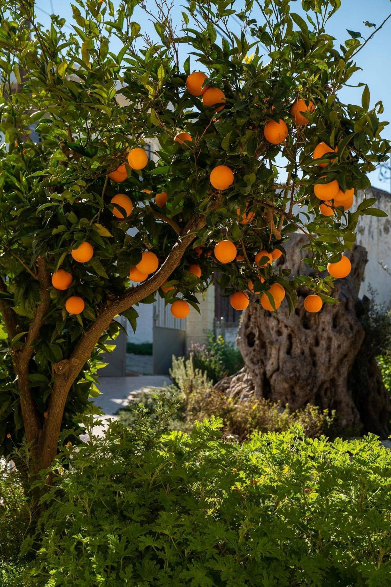Physis Country House Near Matala Beach & Faistos Kouses Εξωτερικό φωτογραφία